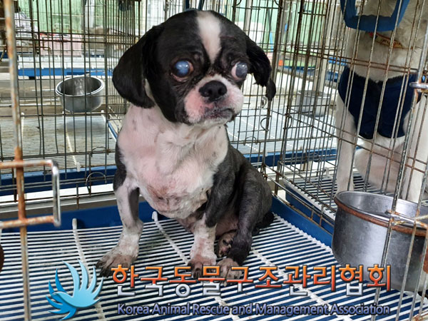한국동물구조관리협회_411315202300276